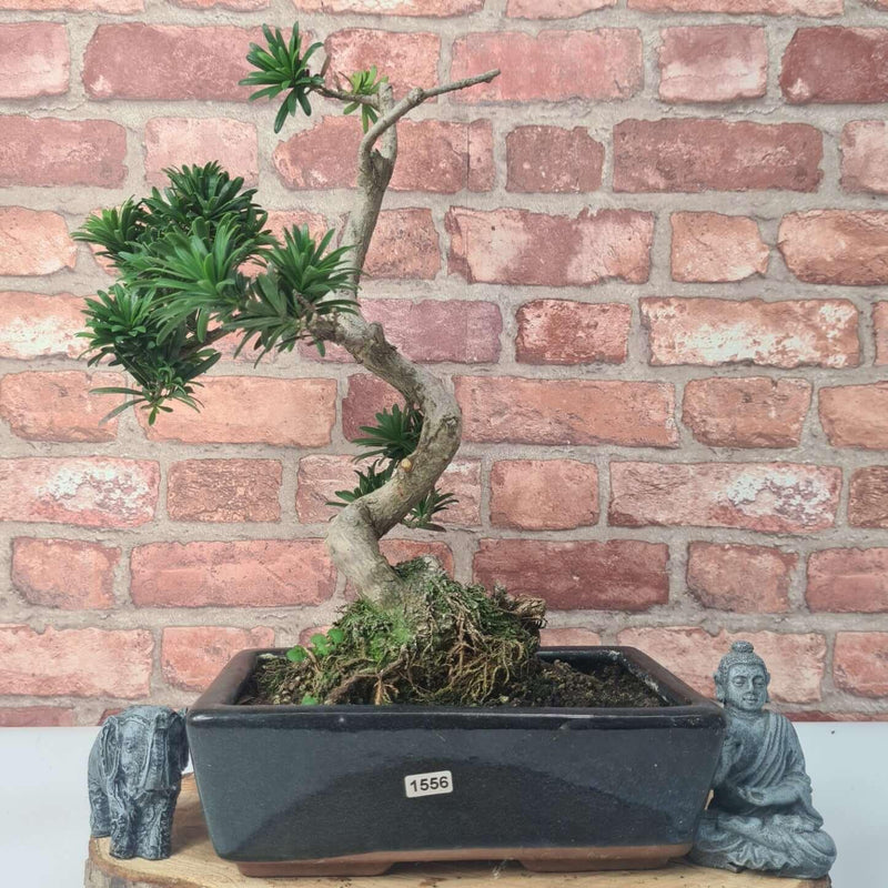 Buddhist Pine (Podocarpus Micro) Bonsai Tree | Shaped | In 30cm Pot