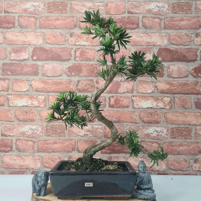 Buddhist Pine (Podocarpus Micro) Bonsai Tree | Shaped | In 30cm Pot