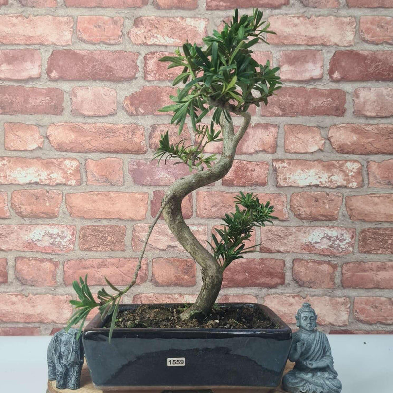 Buddhist Pine (Podocarpus Micro) Bonsai Tree | Shaped | In 30cm Pot