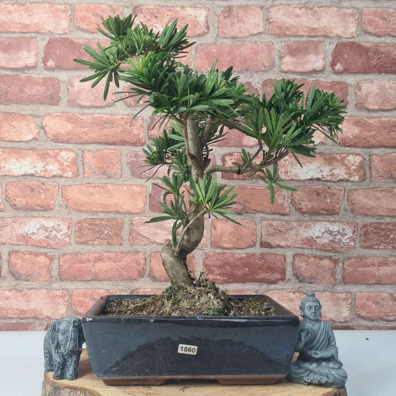 Buddhist Pine (Podocarpus Micro) Bonsai Tree | Shaped | In 25cm Pot