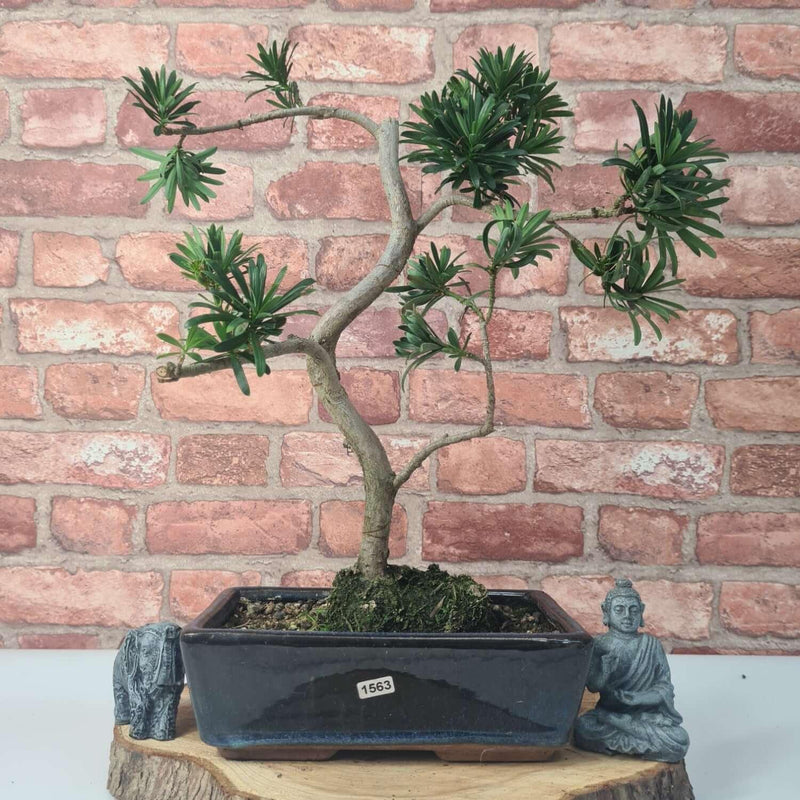 Buddhist Pine (Podocarpus Micro) Bonsai Tree | Shaped | In 25cm Pot