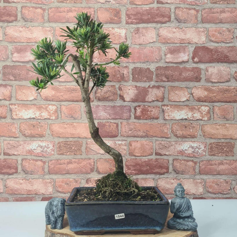 Buddhist Pine (Podocarpus Micro) Bonsai Tree | Shaped | In 25cm Pot