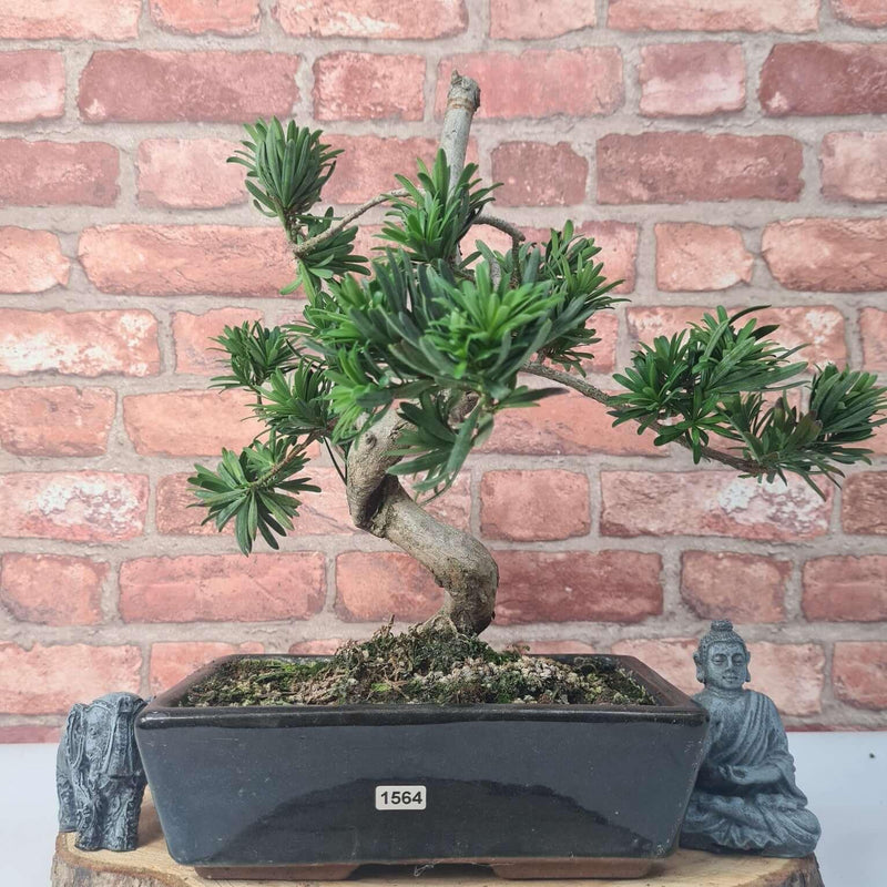 Buddhist Pine (Podocarpus Micro) Bonsai Tree | Shaped | In 30cm Pot