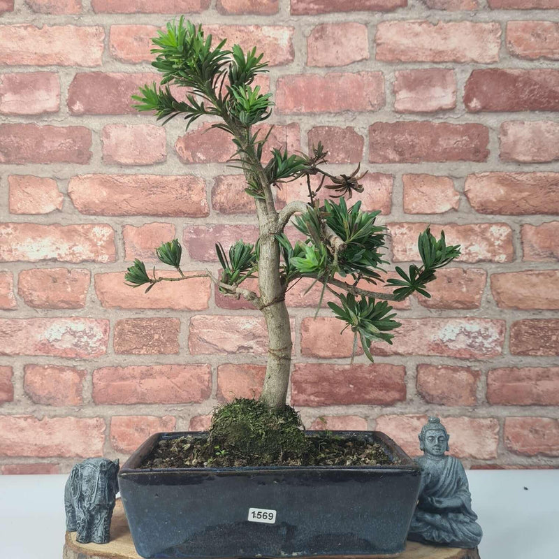 Buddhist Pine (Podocarpus Micro) Bonsai Tree | Shaped | In 25cm Pot