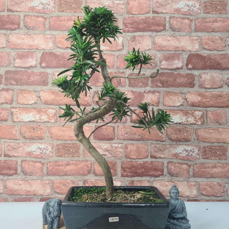 Buddhist Pine (Podocarpus Micro) Bonsai Tree | Shaped | In 30cm Pot