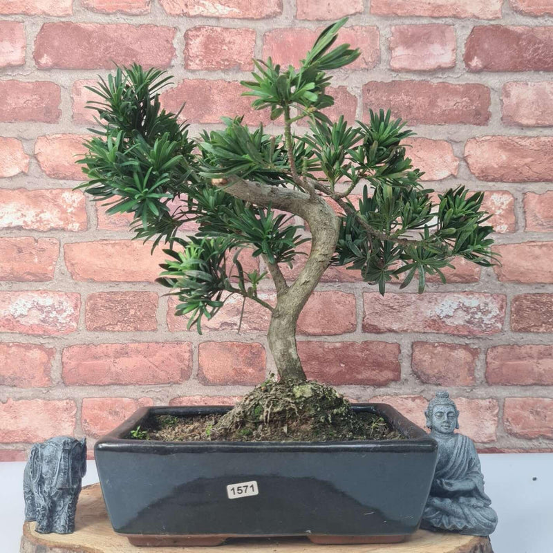 Buddhist Pine (Podocarpus Micro) Bonsai Tree | Shaped | In 30cm Pot