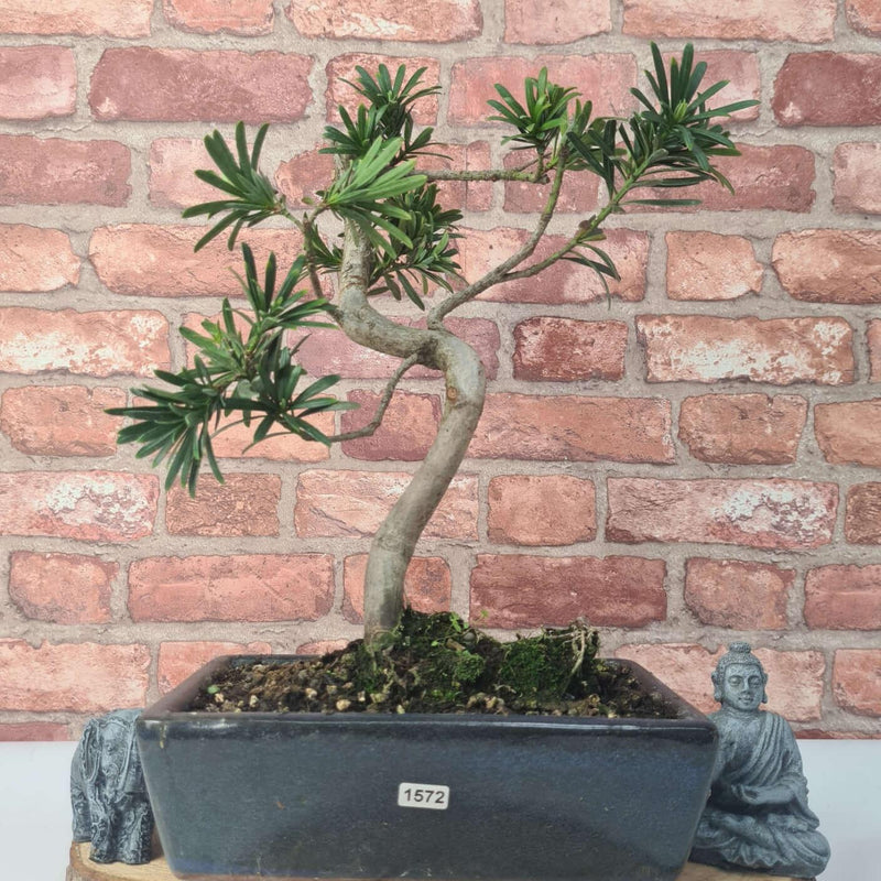 Buddhist Pine (Podocarpus Micro) Bonsai Tree | Shaped | In 25cm Pot