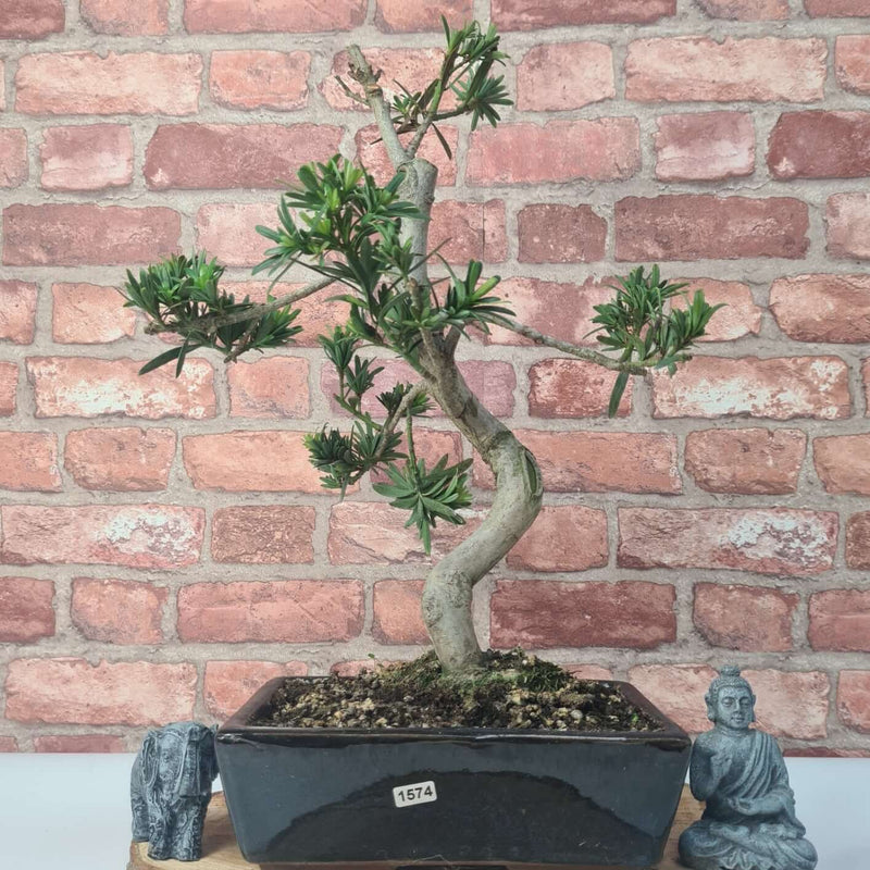 Buddhist Pine (Podocarpus Micro) Bonsai Tree | Shaped | In 30cm Pot