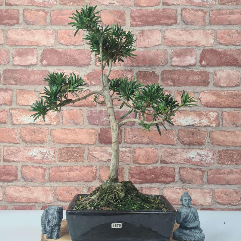 Buddhist Pine (Podocarpus Micro) Bonsai Tree | Shaped | In 30cm Pot