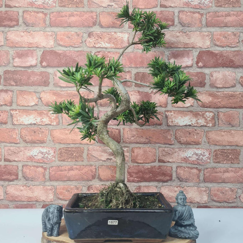 Buddhist Pine (Podocarpus Micro) Bonsai Tree | Shaped | In 25cm Pot
