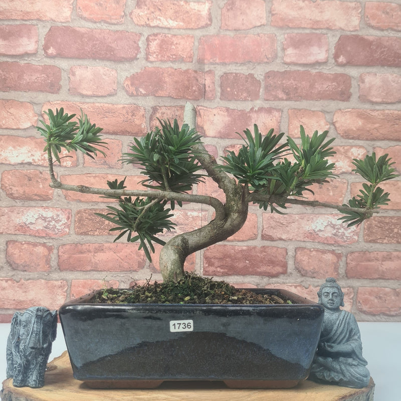 Buddhist Pine (Podocarpus Micro) Bonsai Tree | Shaped | In 25cm Pot