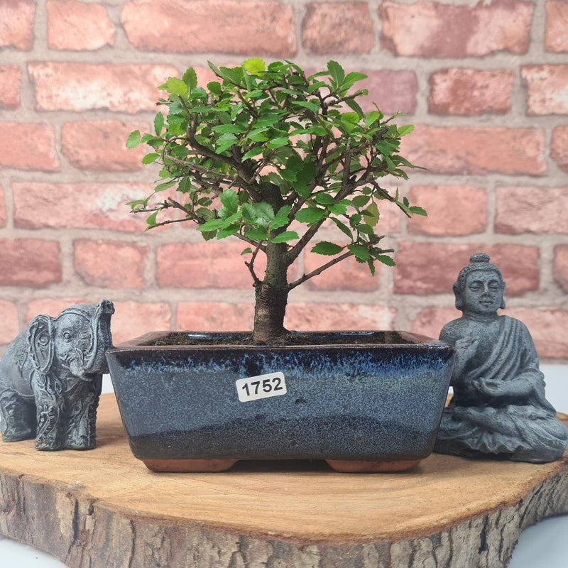 Chinese Elm (Ulmus Parvifolia) Bonsai Tree | Broom | In 15cm Pot