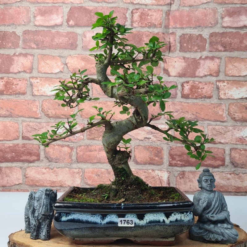 Chinese Elm (Ulmus Parvifolia) Bonsai Tree | Shaped | In 20cm Pot
