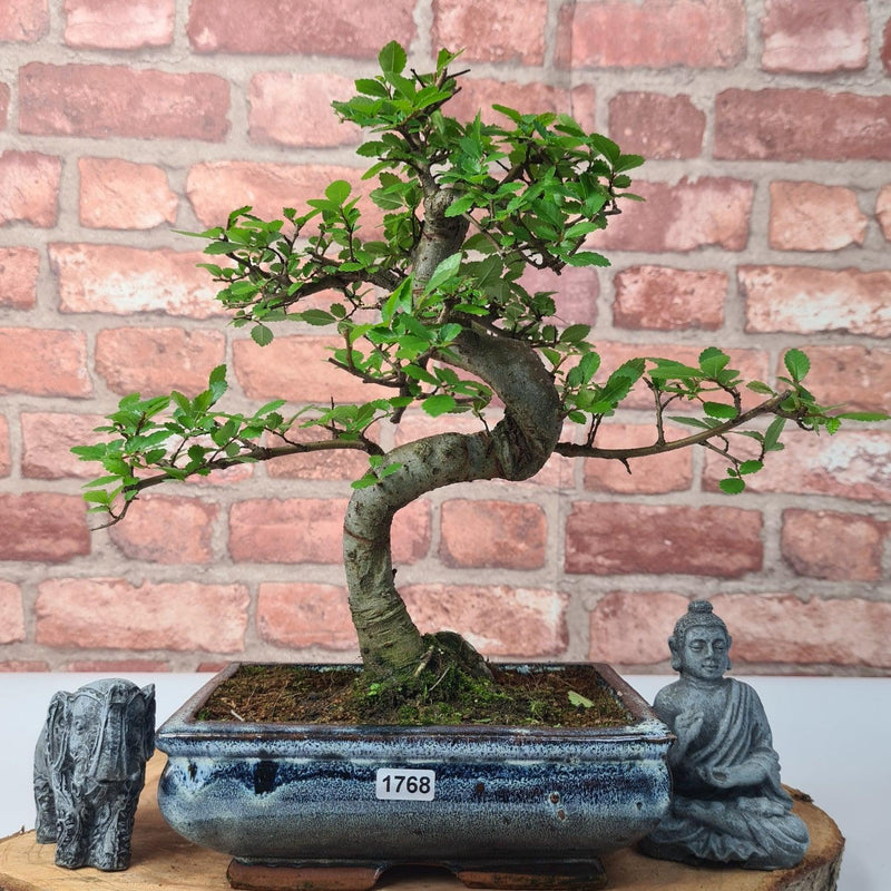 Chinese Elm (Ulmus Parvifolia) Bonsai Tree | Shaped | In 20cm Pot