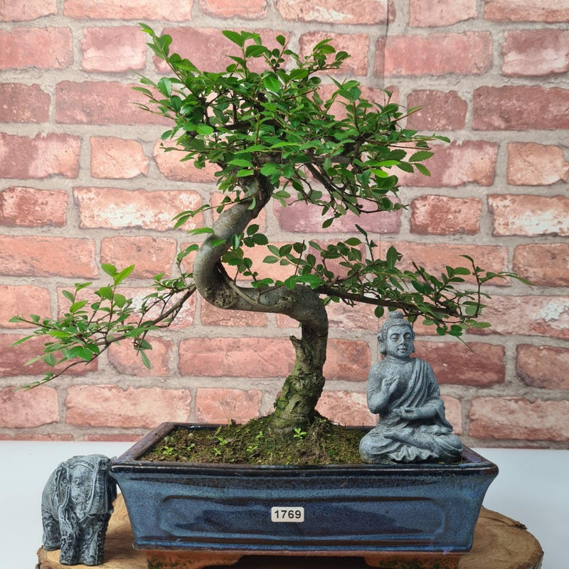 Chinese Elm (Ulmus Parvifolia) Bonsai Tree | Shaped | In 25cm Pot