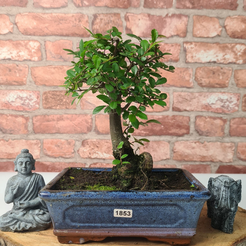 Chinese Elm (Ulmus Parvifolia) Bonsai Tree | Broom | In 20cm Pot