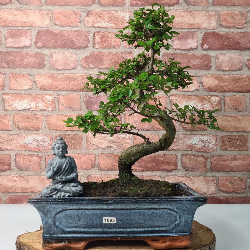 Chinese Elm (Ulmus Parvifolia) Bonsai Tree | Shaped | In 30cm Pot