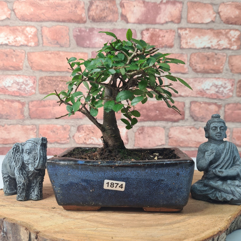 Chinese Elm (Ulmus Parvifolia) Bonsai Tree | Broom | In 15cm Pot
