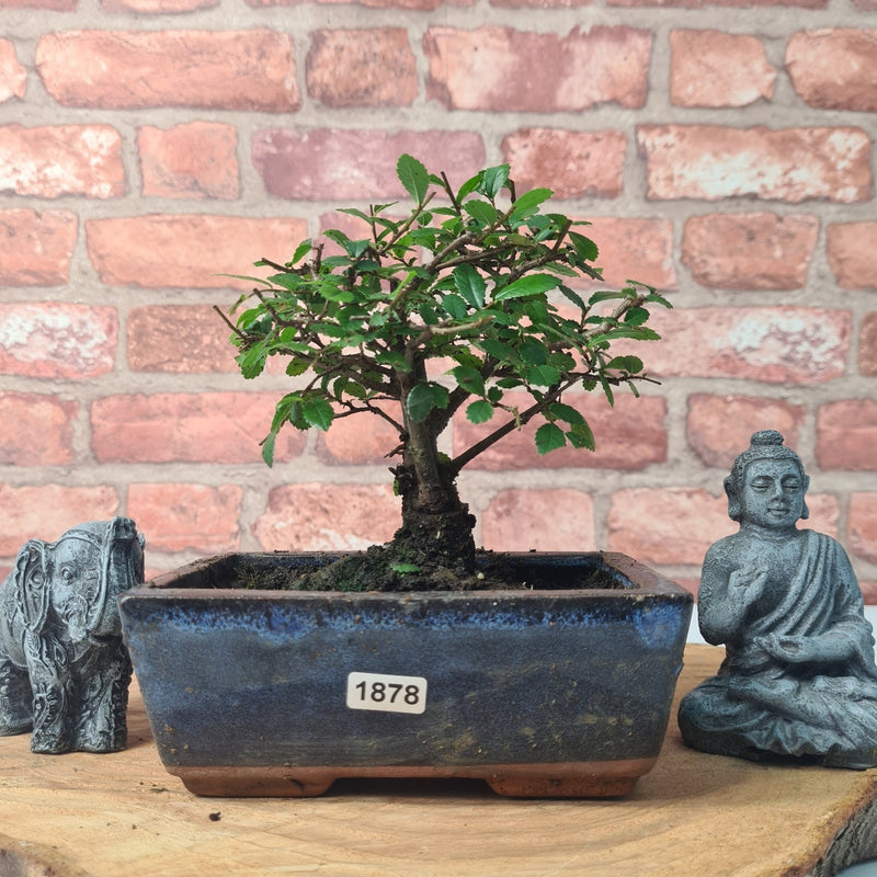 Chinese Elm (Ulmus Parvifolia) Bonsai Tree | Broom | In 15cm Pot