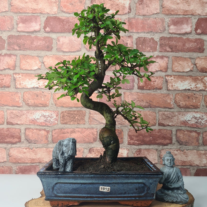 Chinese Elm (Ulmus Parvifolia) Bonsai Tree | Shaped | In 25cm Pot