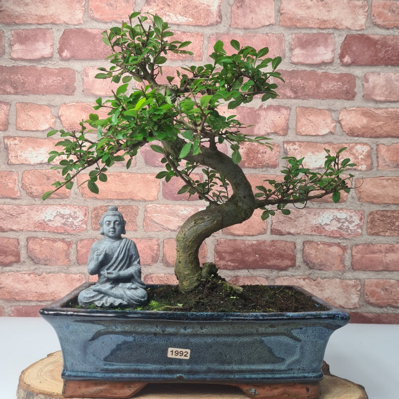 Chinese Elm (Ulmus Parvifolia) Bonsai Tree | Shaped | In 30cm Pot