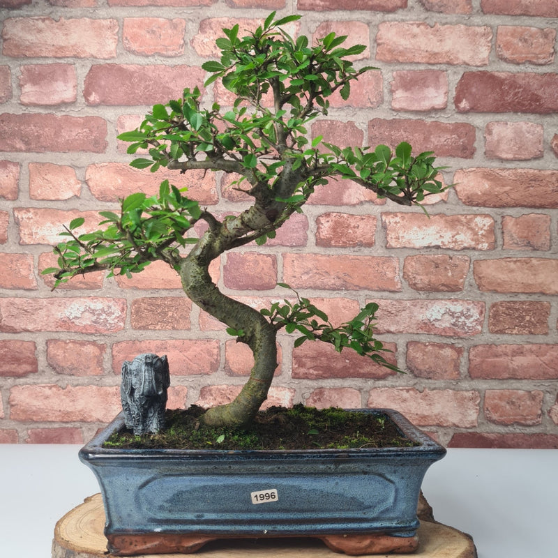 Chinese Elm (Ulmus Parvifolia) Bonsai Tree | Shaped | In 25cm Pot