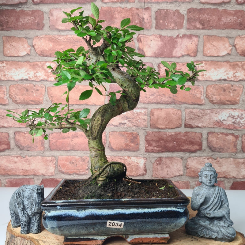 Chinese Elm (Ulmus Parvifolia) Bonsai Tree | Shaped | In 20cm Pot