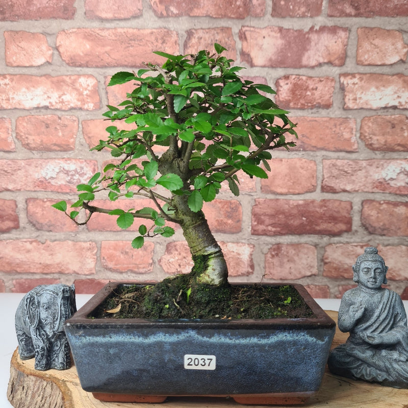 Chinese Elm (Ulmus Parvifolia) Bonsai Tree | Broom | In 20cm Pot