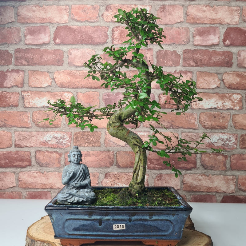 Chinese Elm (Ulmus Parvifolia) Bonsai Tree | Shaped | In 25cm Pot