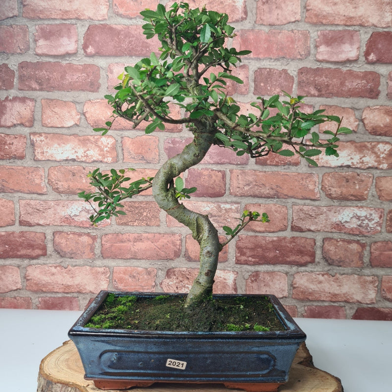Chinese Elm (Ulmus Parvifolia) Bonsai Tree | Shaped | In 25cm Pot