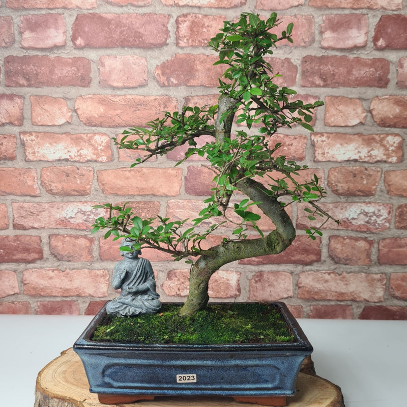 Chinese Elm (Ulmus Parvifolia) Bonsai Tree | Shaped | In 25cm Pot