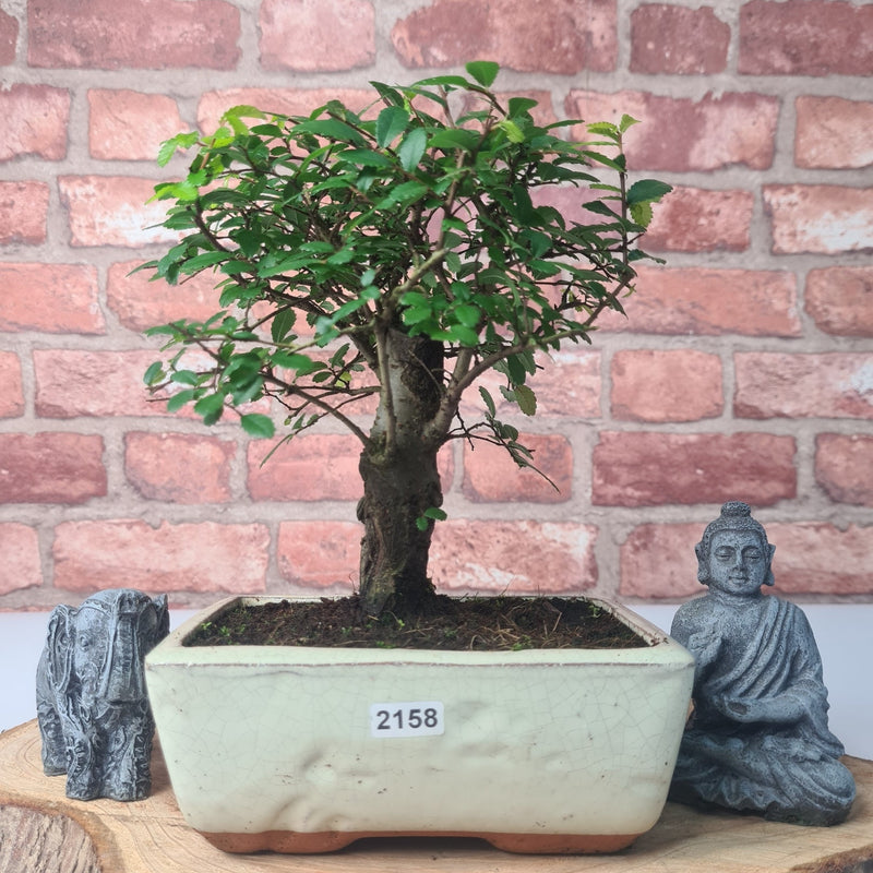 Chinese Elm (Ulmus Parvifolia) Bonsai Tree | Broom | In 15cm Pot