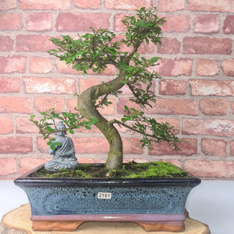Chinese Elm (Ulmus Parvifolia) Bonsai Tree | Shaped | In 30cm Pot