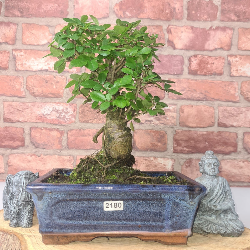Chinese Elm (Ulmus Parvifolia) Bonsai Tree | Broom | In 20cm Pot