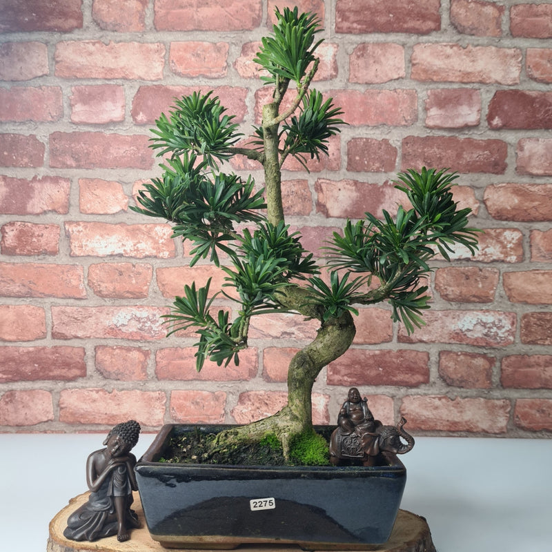 Buddhist Pine (Podocarpus Micro) Bonsai Tree | Shaped | In 30cm Pot