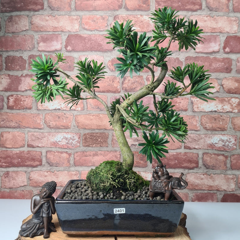Buddhist Pine (Podocarpus Micro) Bonsai Tree | Shaped | In 30cm Pot