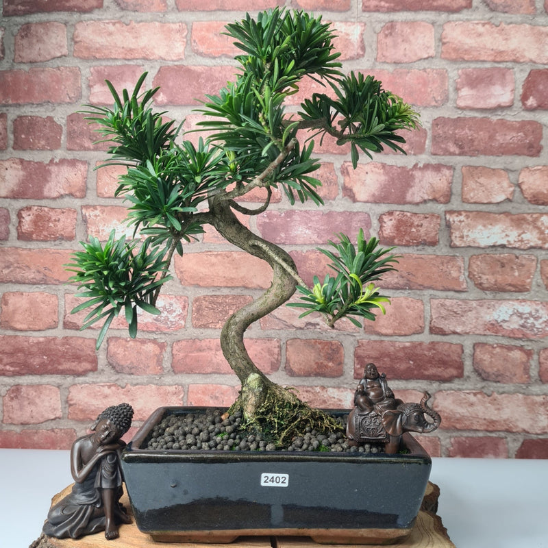 Buddhist Pine (Podocarpus Micro) Bonsai Tree | Shaped | In 25cm Pot