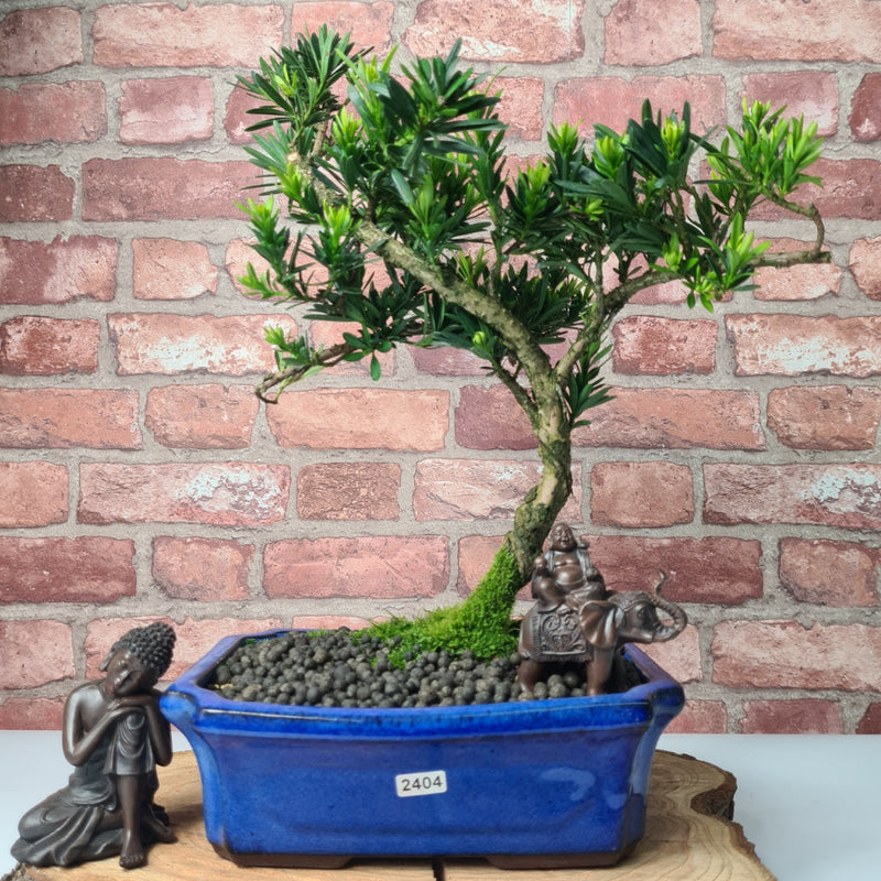 Buddhist Pine (Podocarpus Micro) Bonsai Tree | Shaped | In 30cm Pot