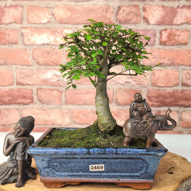 Chinese Elm (Ulmus Parvifolia) Bonsai Tree | Broom | In 20cm Pot