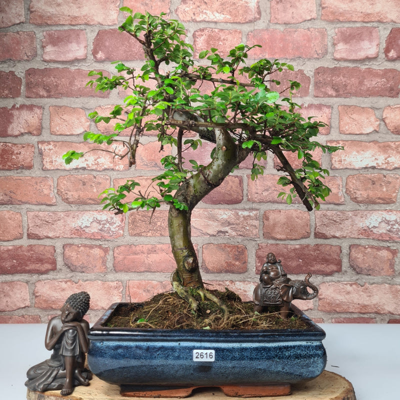 Chinese Elm (Ulmus Parvifolia) Bonsai Tree | Shaped | In 25cm Pot