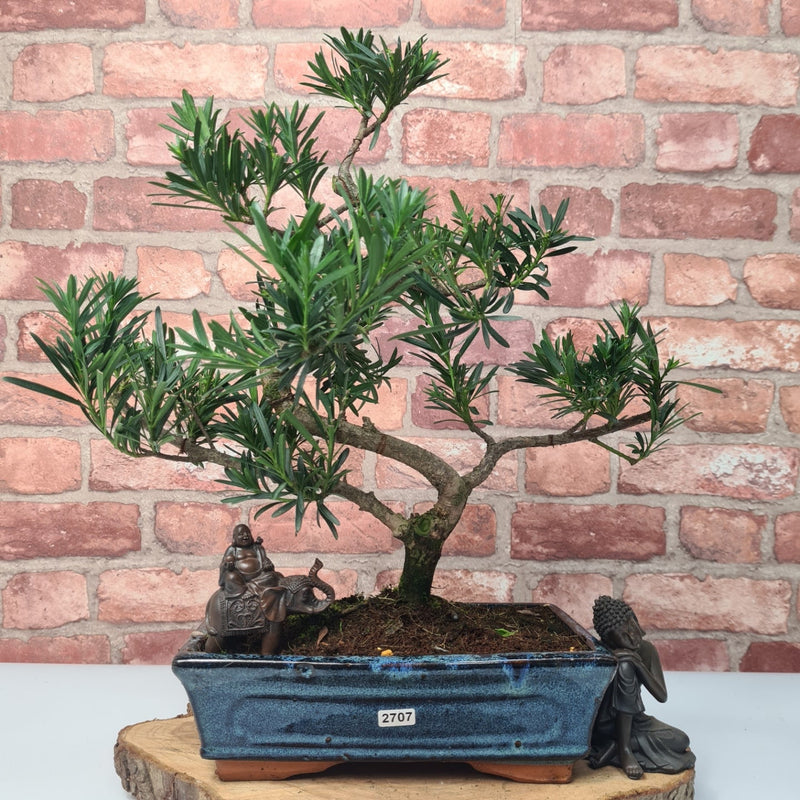 Buddhist Pine (Podocarpus Micro) Bonsai Tree | Shaped | In 25cm Pot