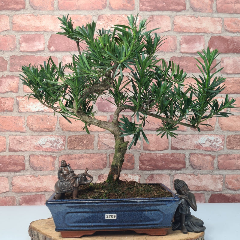 Buddhist Pine (Podocarpus Micro) Bonsai Tree | Shaped | In 30cm Pot