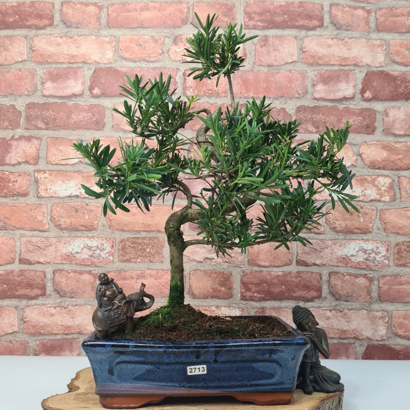 Buddhist Pine (Podocarpus Micro) Bonsai Tree | Shaped | In 25cm Pot
