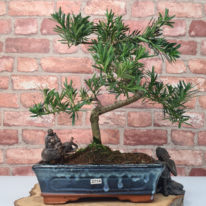 Buddhist Pine (Podocarpus Micro) Bonsai Tree | Shaped | In 30cm Pot