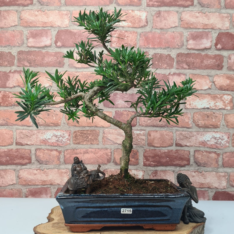 Buddhist Pine (Podocarpus Micro) Bonsai Tree | Shaped | In 25cm Pot