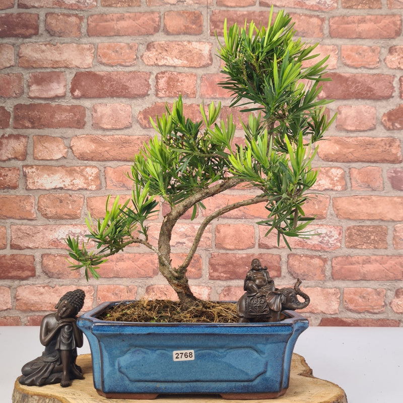 Buddhist Pine (Podocarpus Micro) Bonsai Tree | Shaped | In 25cm Pot