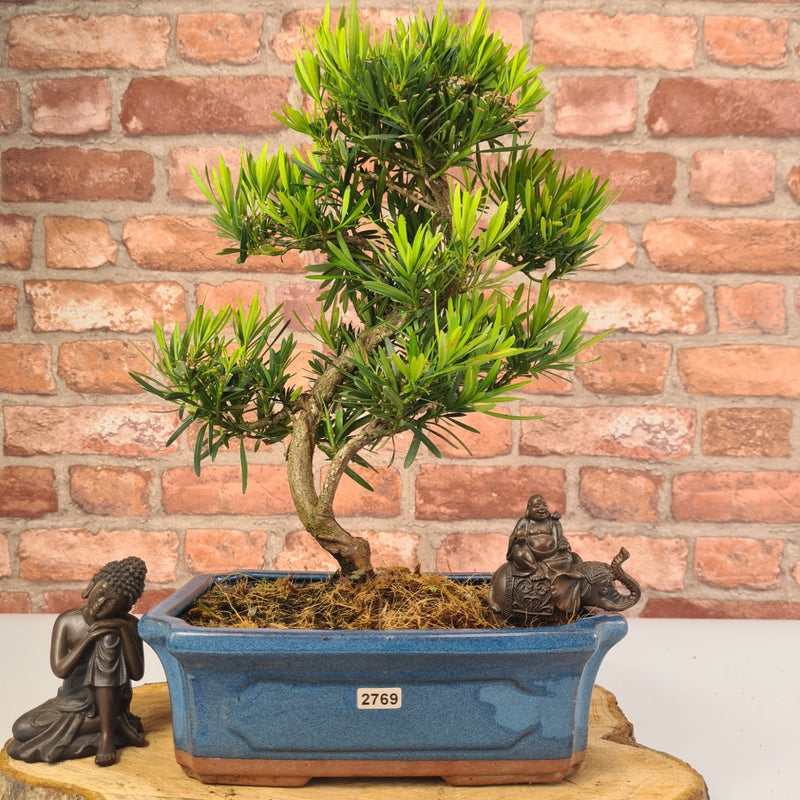 Buddhist Pine (Podocarpus Micro) Bonsai Tree | Shaped | In 25cm Pot