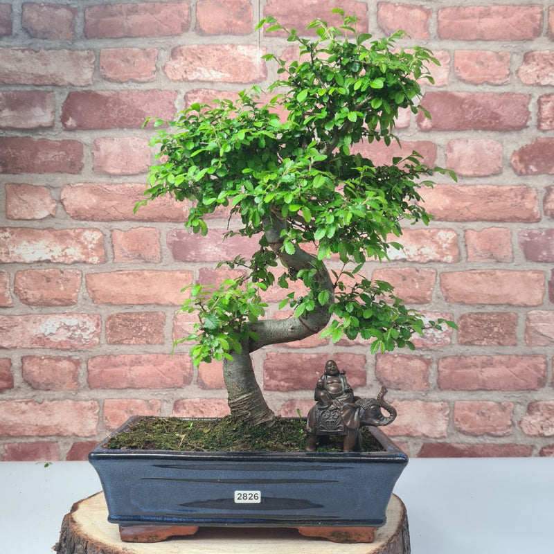 Chinese Elm (Ulmus Parvifolia) Bonsai Tree | Shaped | In 25cm Pot