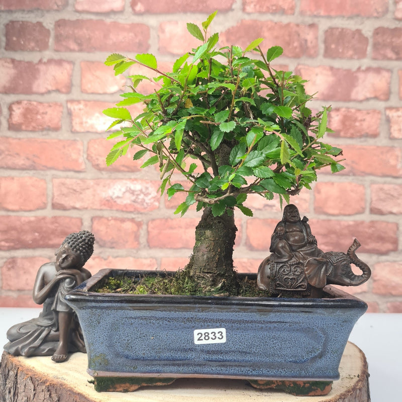Chinese Elm (Ulmus Parvifolia) Bonsai Tree | Broom | In 20cm Pot
