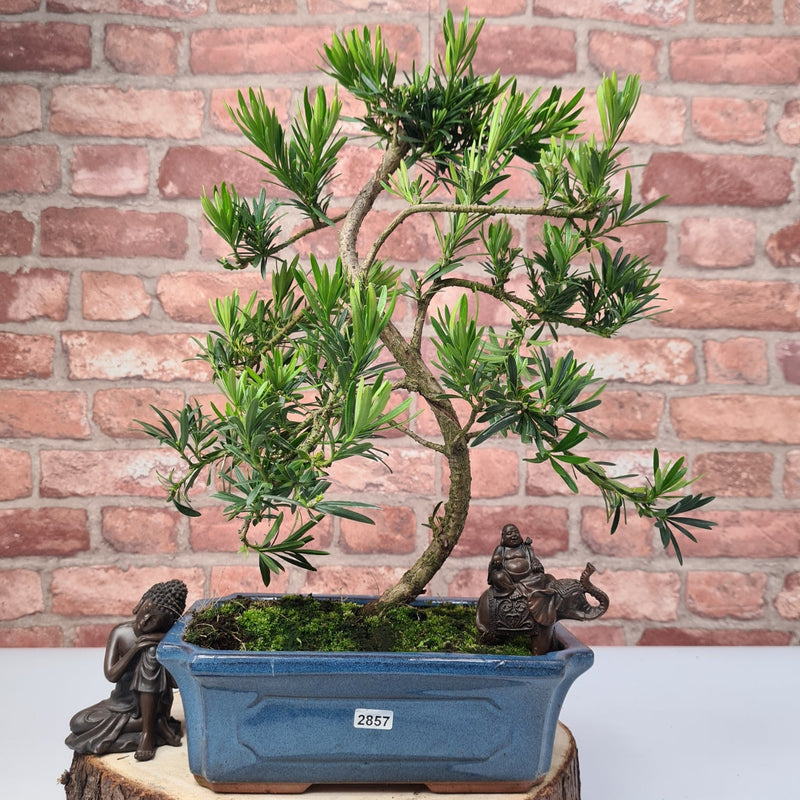 Buddhist Pine (Podocarpus Micro) Bonsai Tree | Shaped | In 30cm Pot